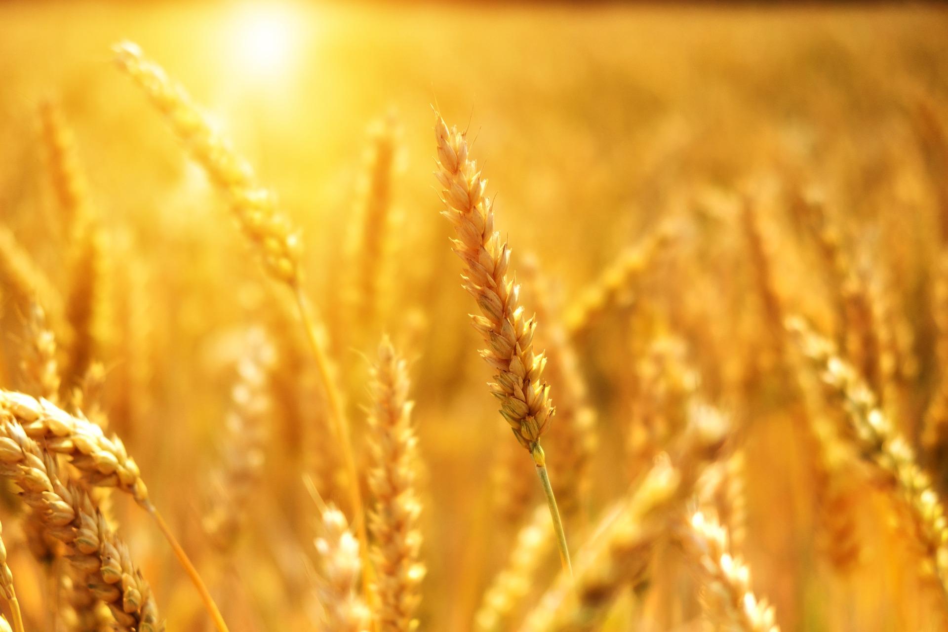 🌾 Supervete kan växa i saltjord