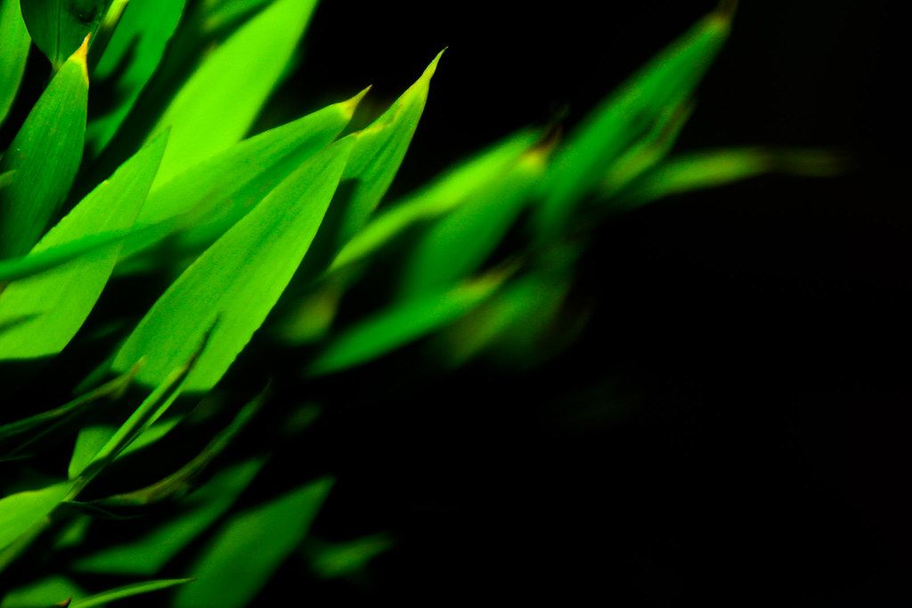 🌱 Artificiell fotosyntes – odla mat utan solljus