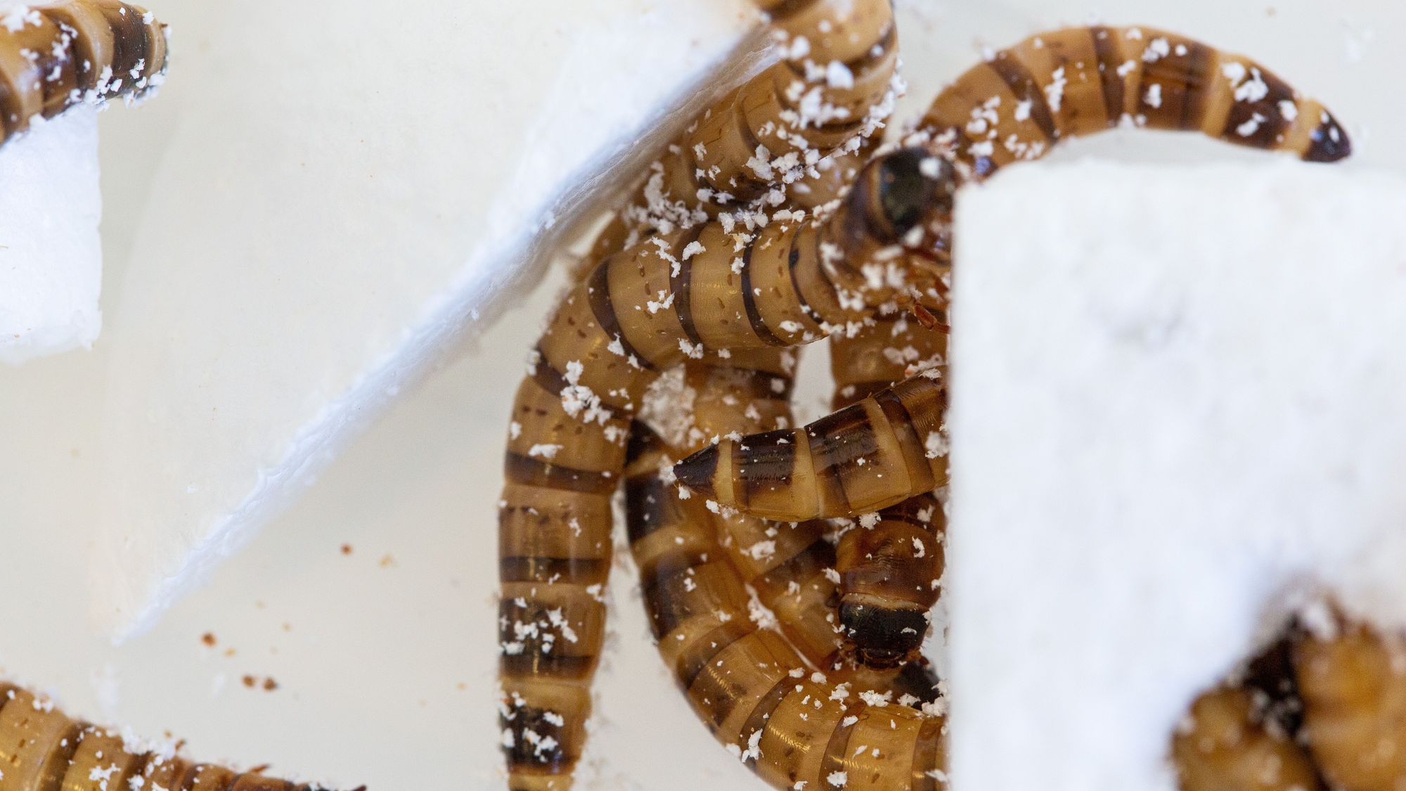 🐛 Superlarver frossar på plast