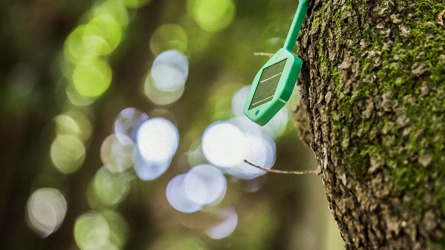 🌳 Högteknologiska sensorer ska skydda skogar