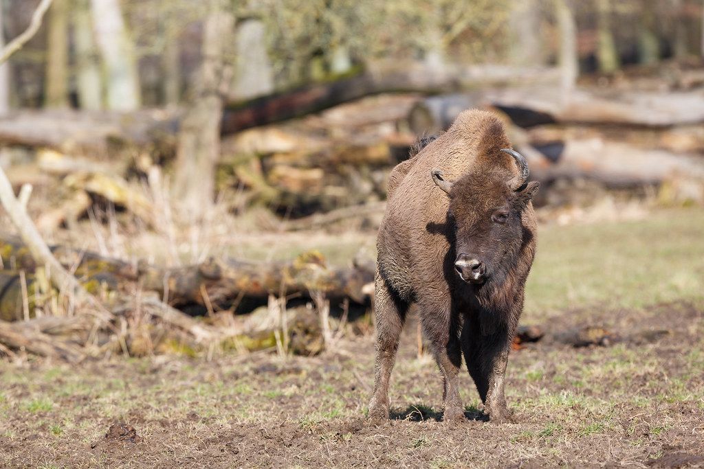 🦬 Vilda bison återintroducerade i England – efter tusentals år
