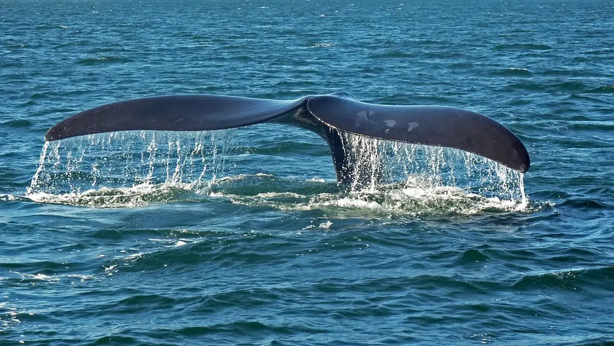 🐳 150 sillvalar har setts utanför Antarktis