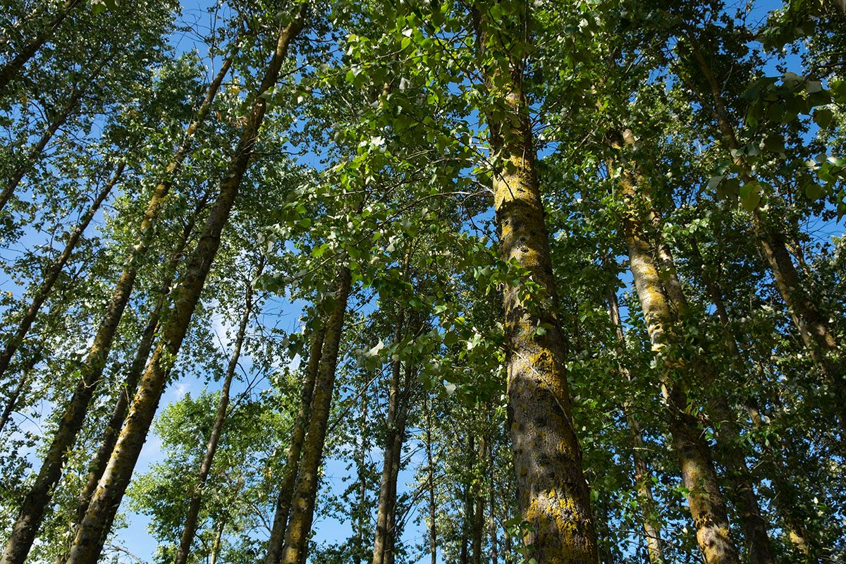 🌳 Popplar kan ersätta bomull