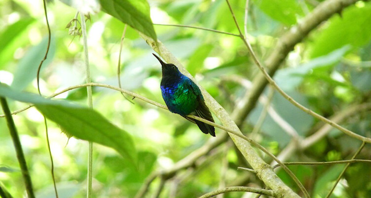 🦜 Sällsynt kolibri återupptäckt i Colombia