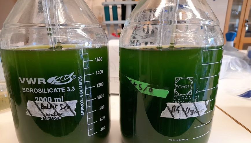 🦠 Alger både renar vatten och producerar användbar biomassa