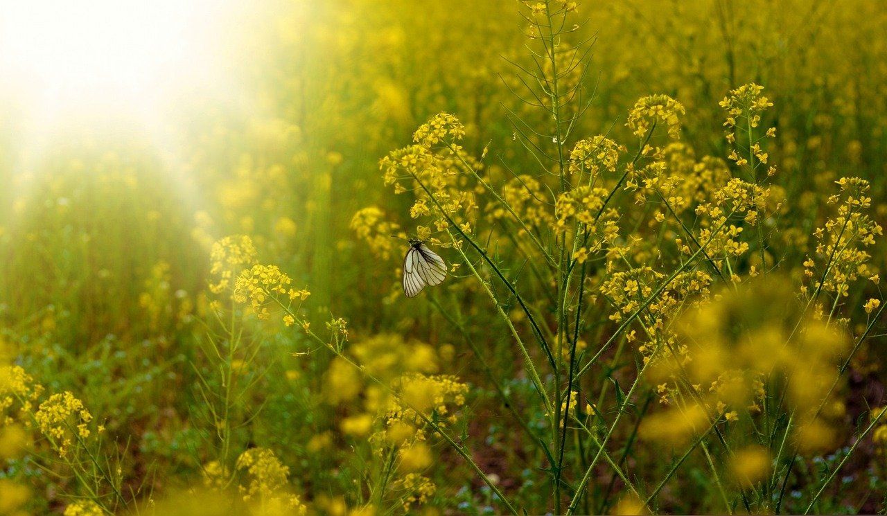 🐛 Naturliga feromoner kan ersätta bekämpningsmedel