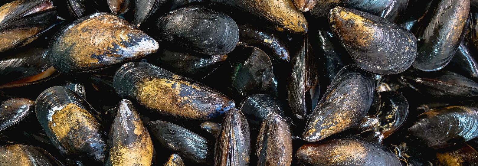 🌊 Utrotningshotade musslor förökar sig igen