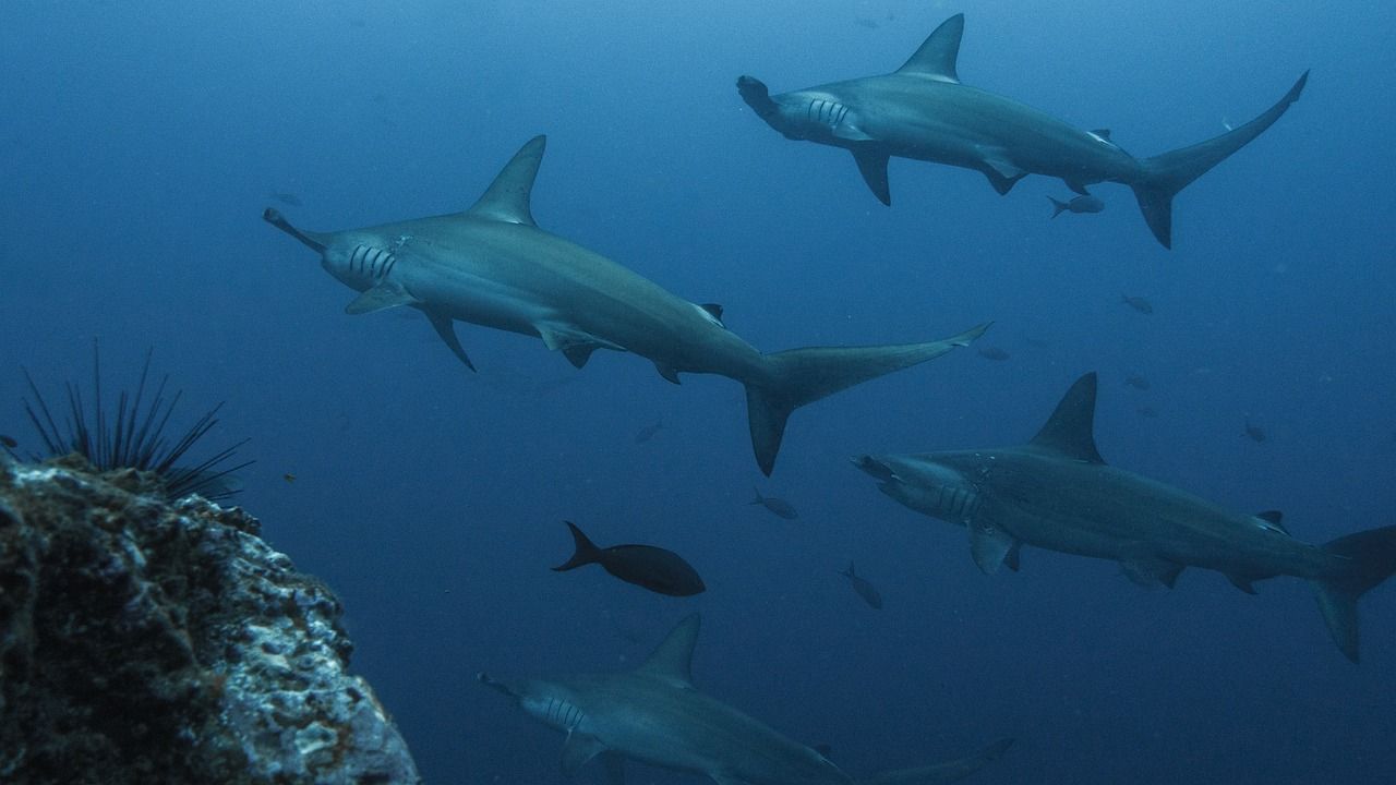 🦈 Hårdare handelsregler ska skydda hajar från utrotning