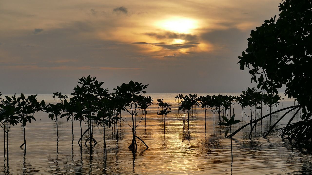 🌿 Mangroveskogarna klarar sig bättre än förväntat