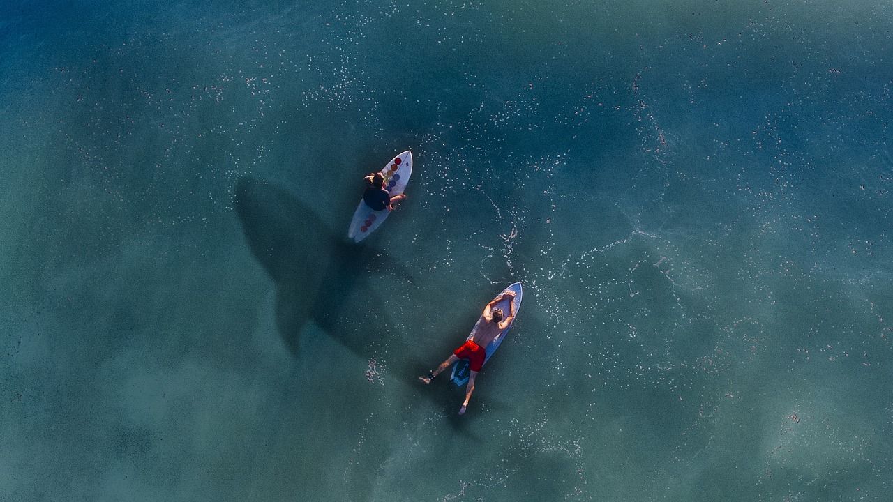 🦈 Drönare ska skydda surfare från hajar – och hajar från människor