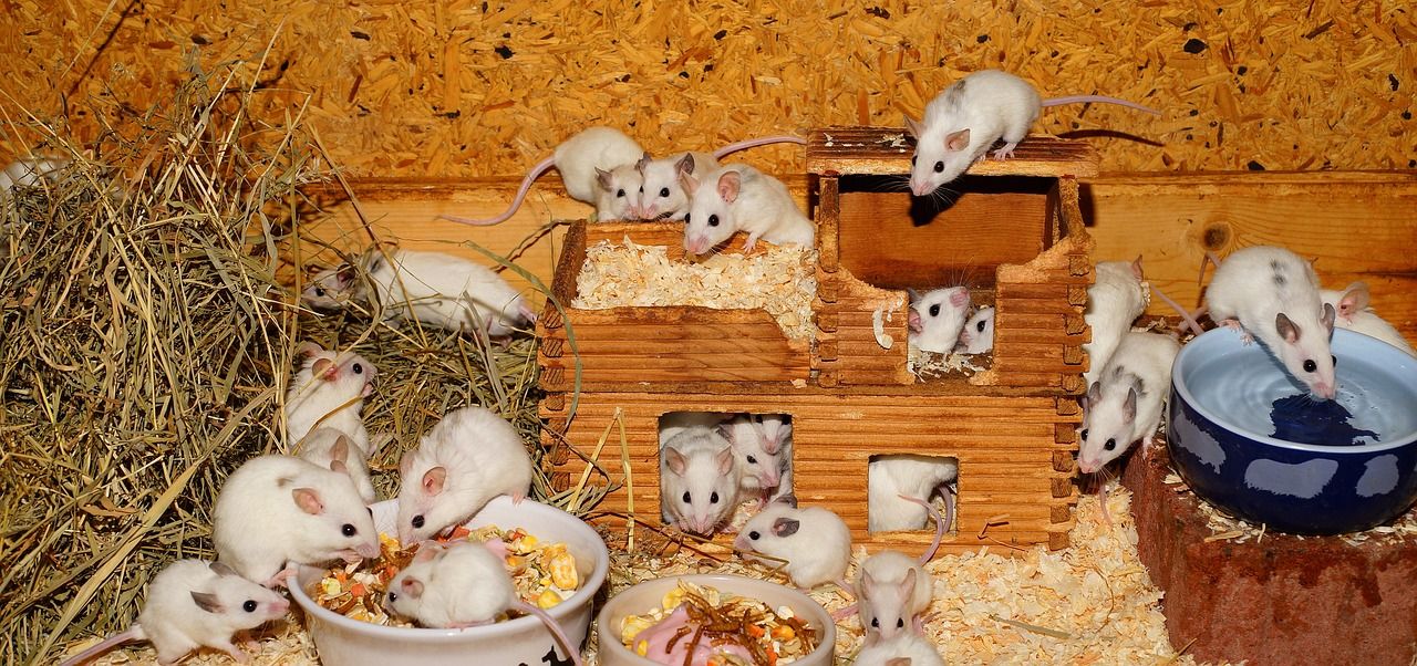 🐭 Nu behövs inga djurförsök för att få ett läkemedel godkänt
