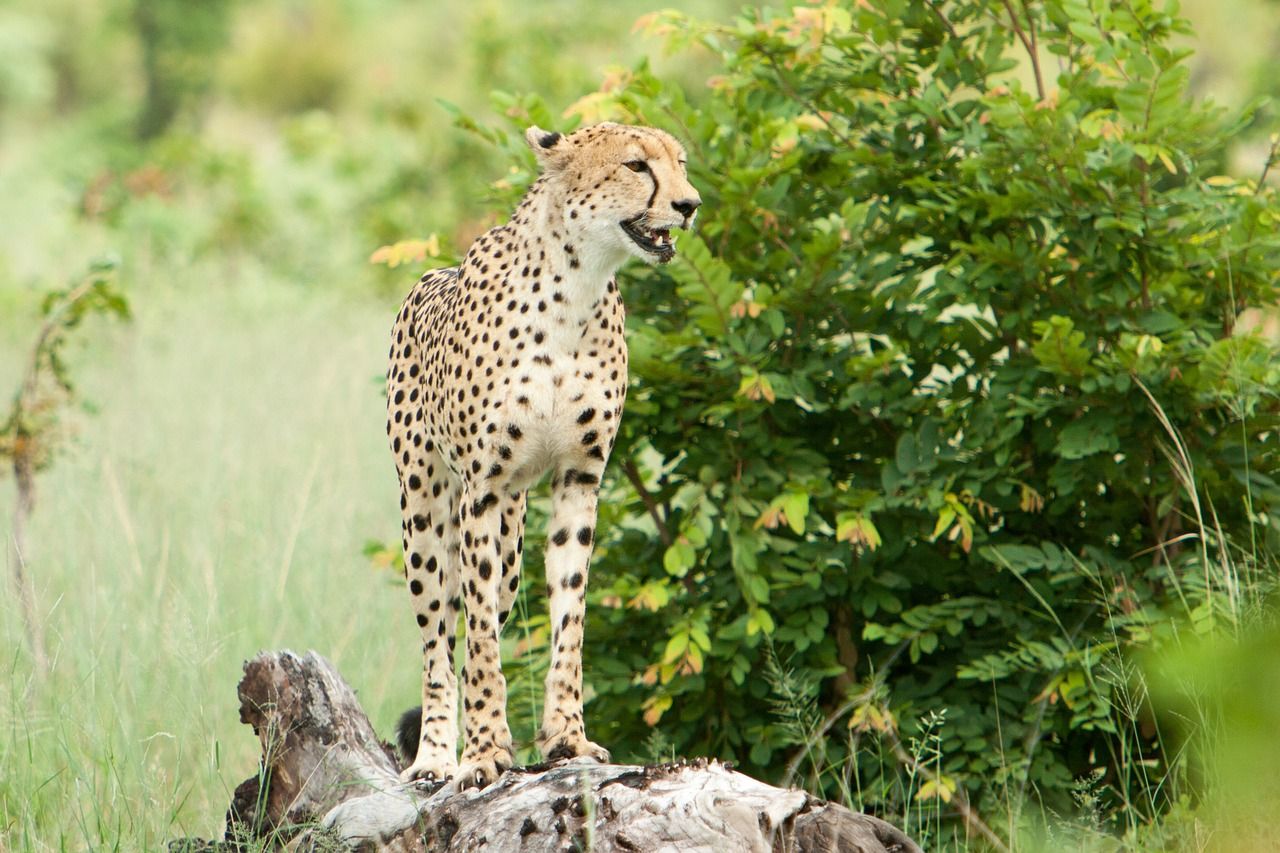 🐆 Geparden återvänder till Indien