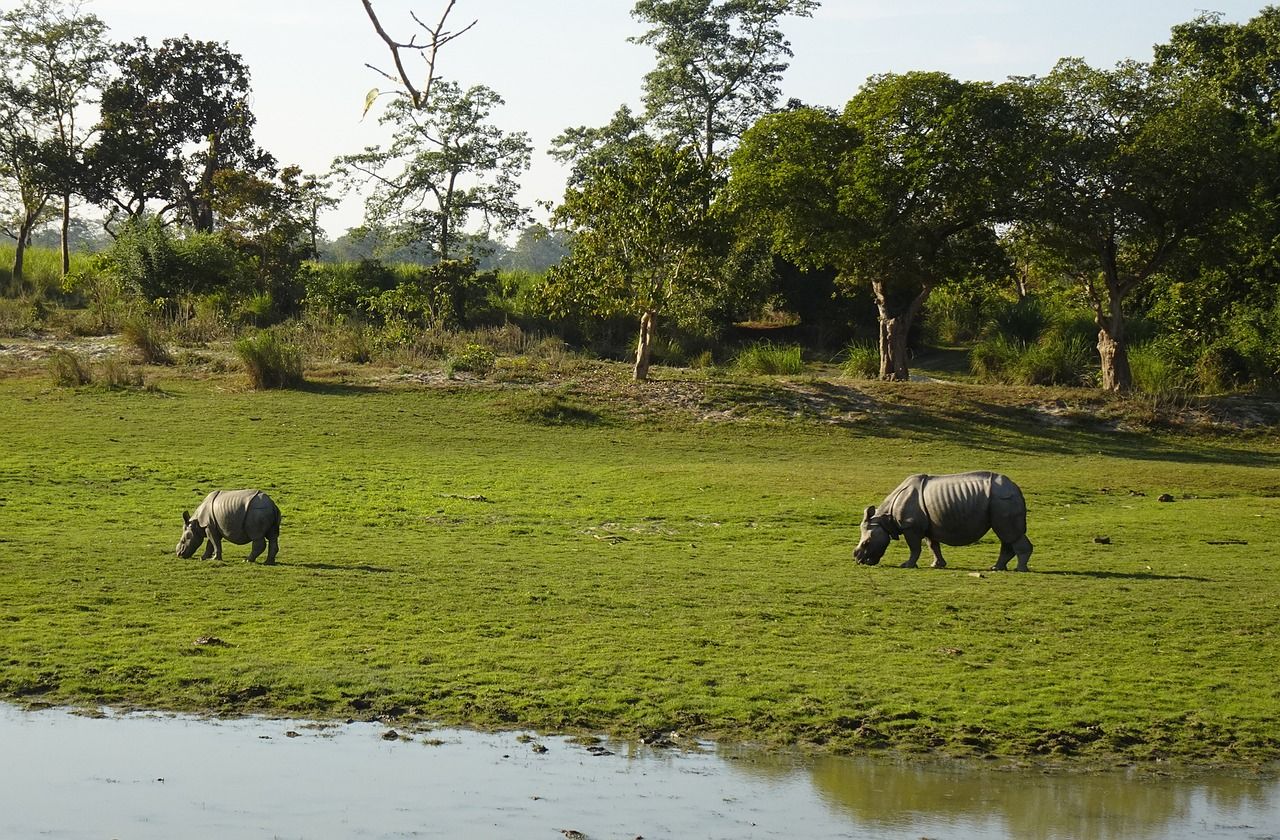 🦏 Tjuvskyttet på noshörningar nere på noll i stort indiskt reservat