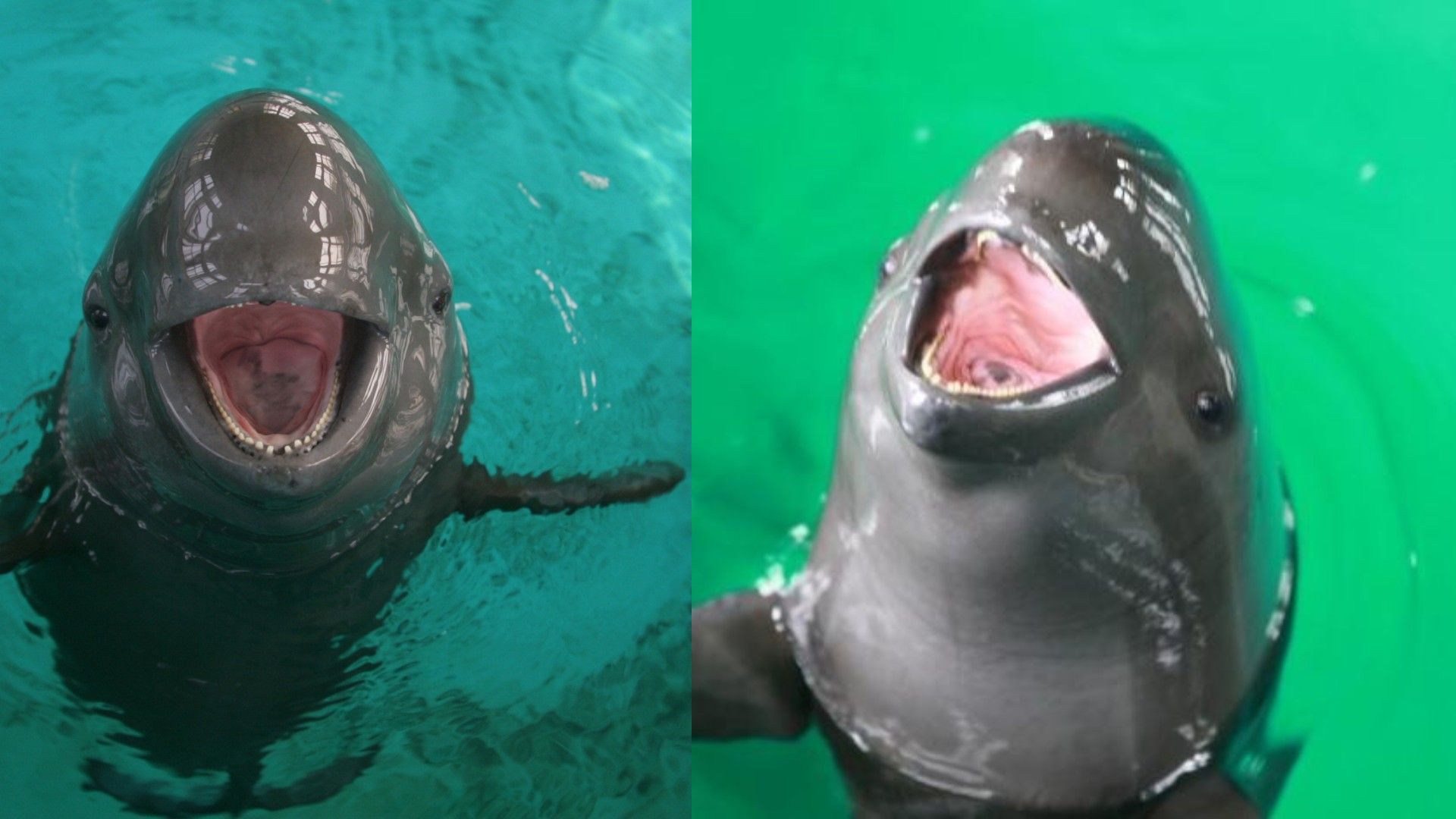 🐬 Utrotningshotad tumlare på väg mot återhämtning