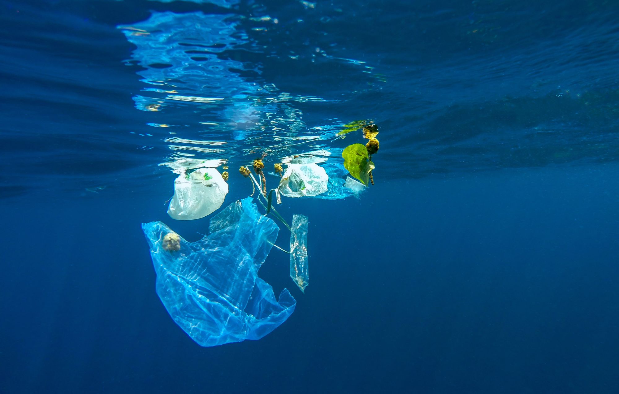 🌊 Mindre plast i haven än tidigare antaget, menar holländsk forskare