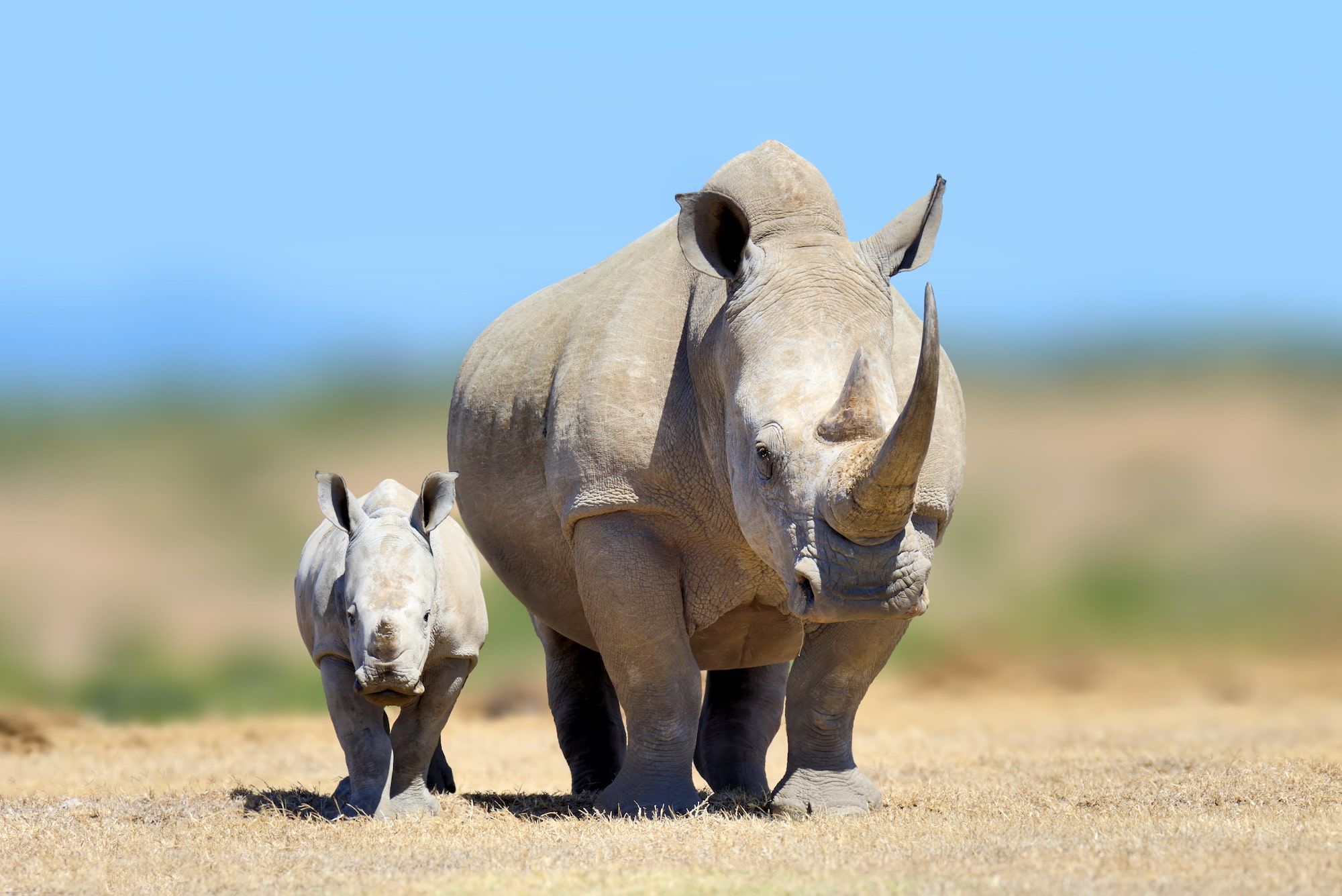 🦏 Noshörningar ökar: 5% tillväxt förra året