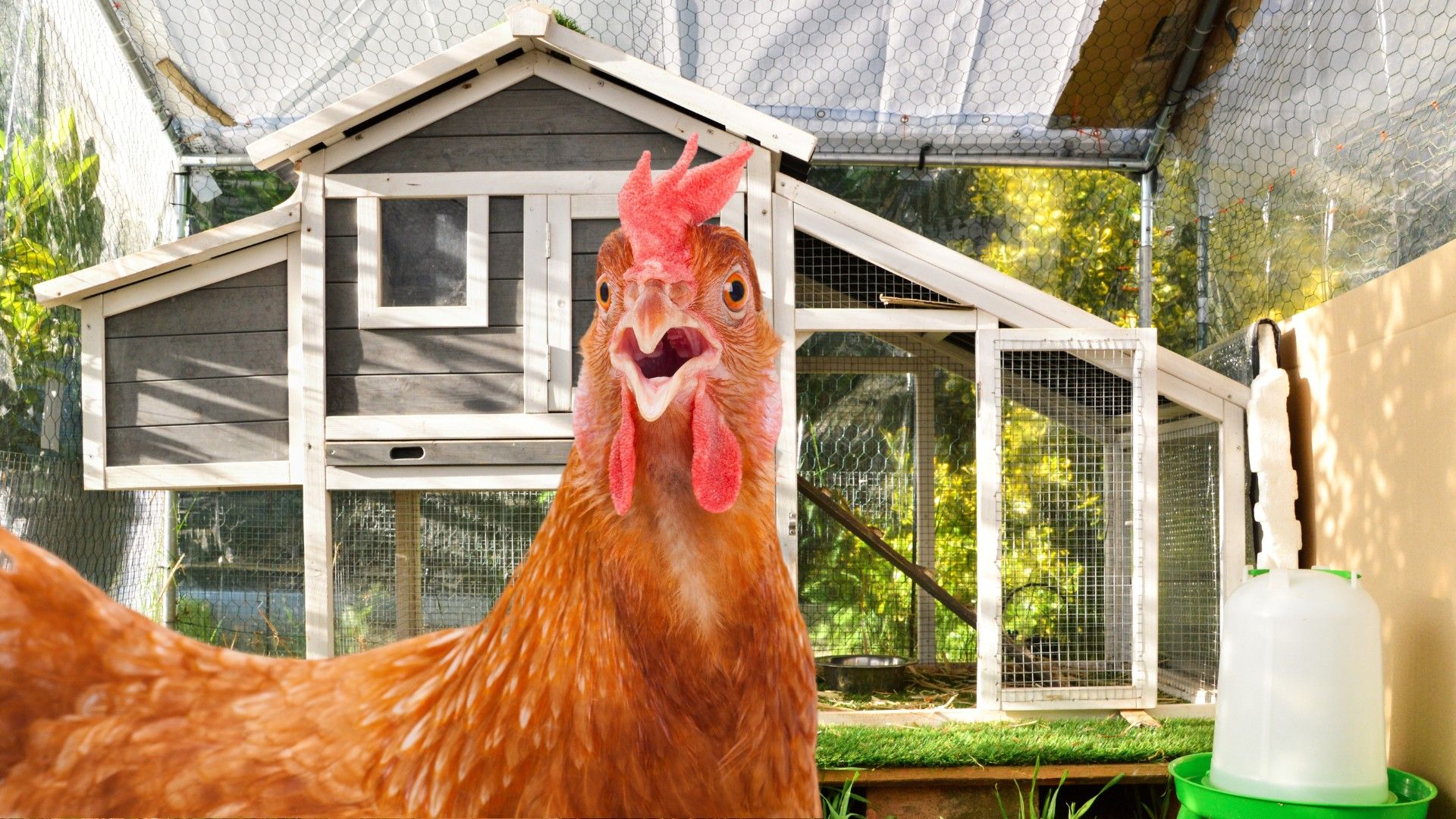 🐔 CRISPR-redigerade kycklingar som är resistenta mot influensa