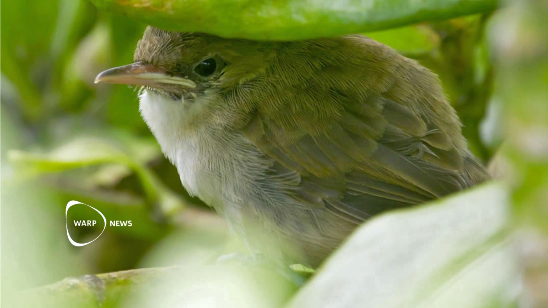 🐦 Ulūlu-fågeln är inte längre akut hotad