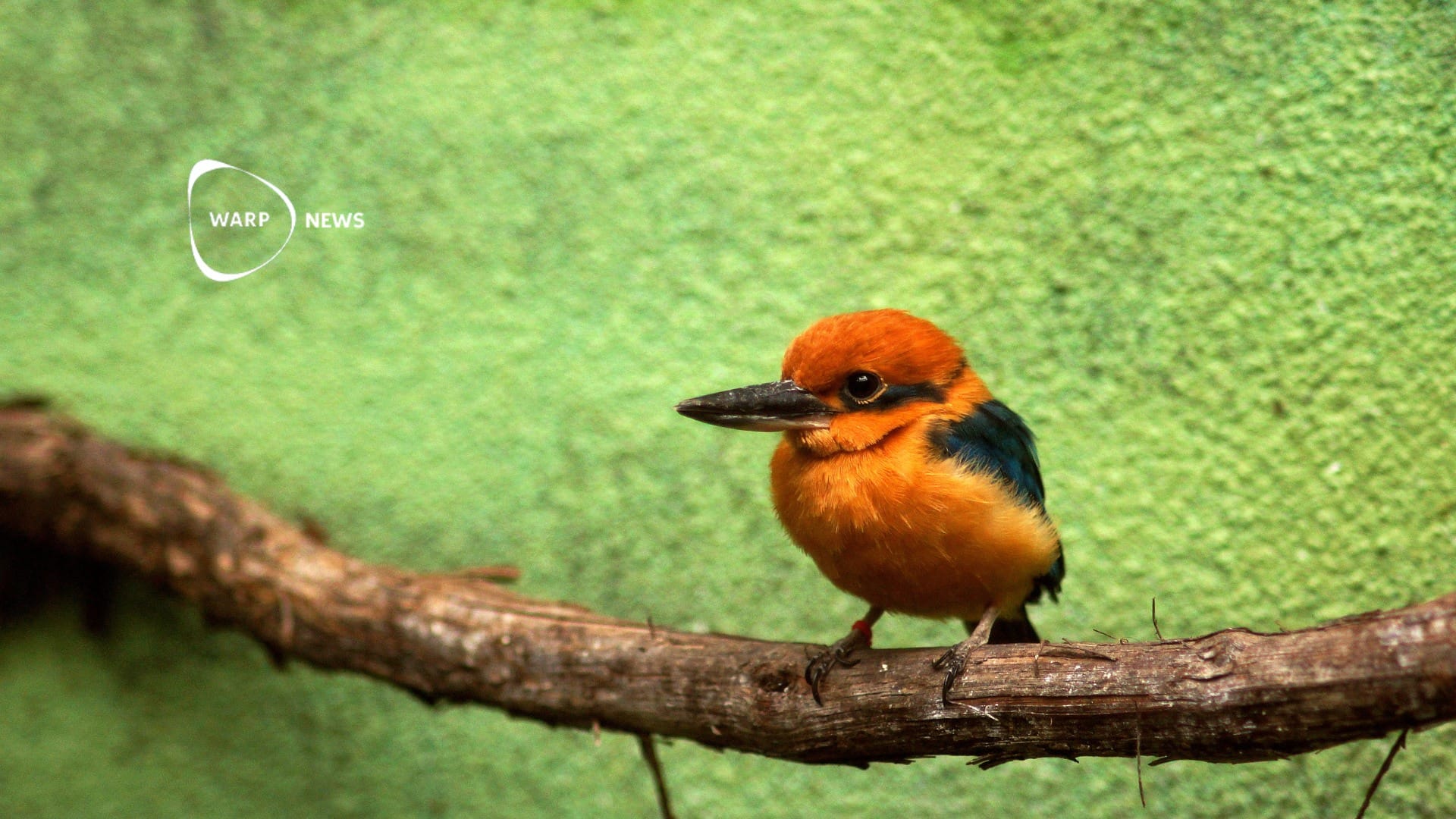 🐦 Guamkungsfiskaren kan snart vara fri i naturen efter 30 års frånvaro