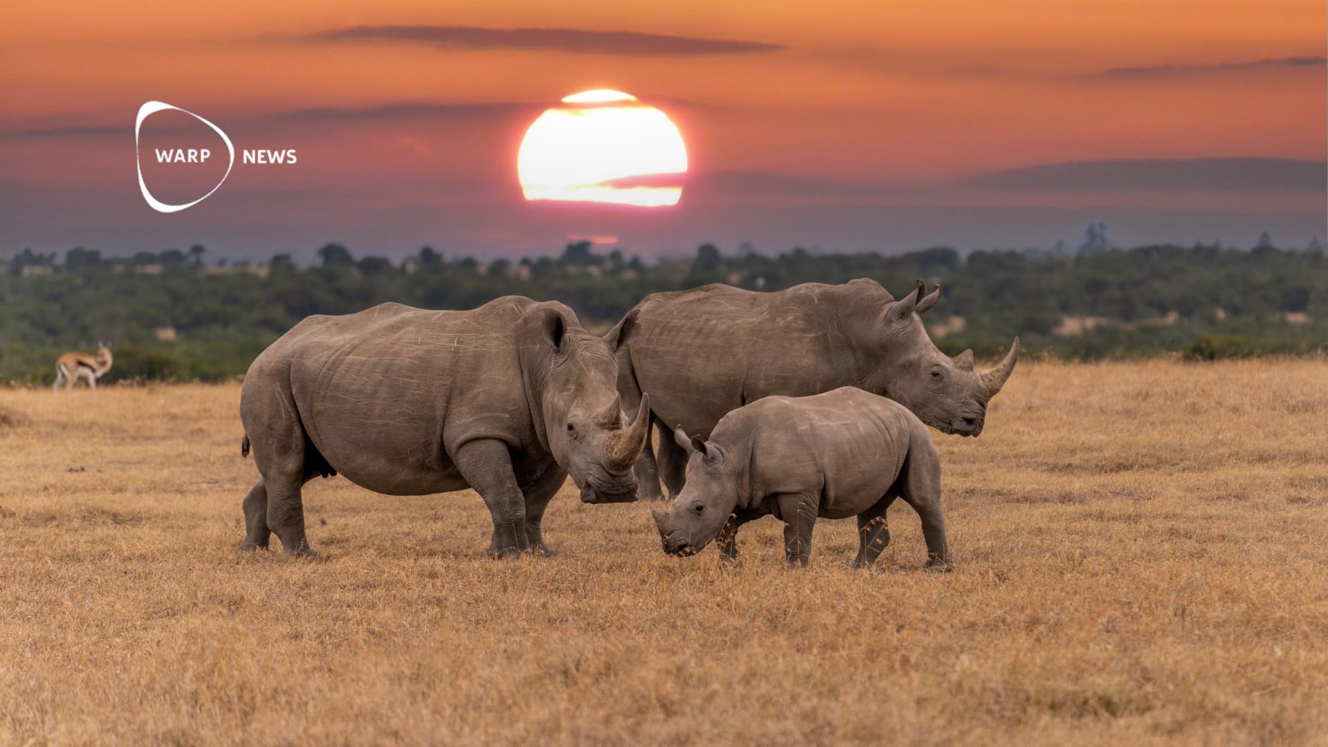 🦏 Världens första IVF-graviditet hos noshörning kan rädda arten