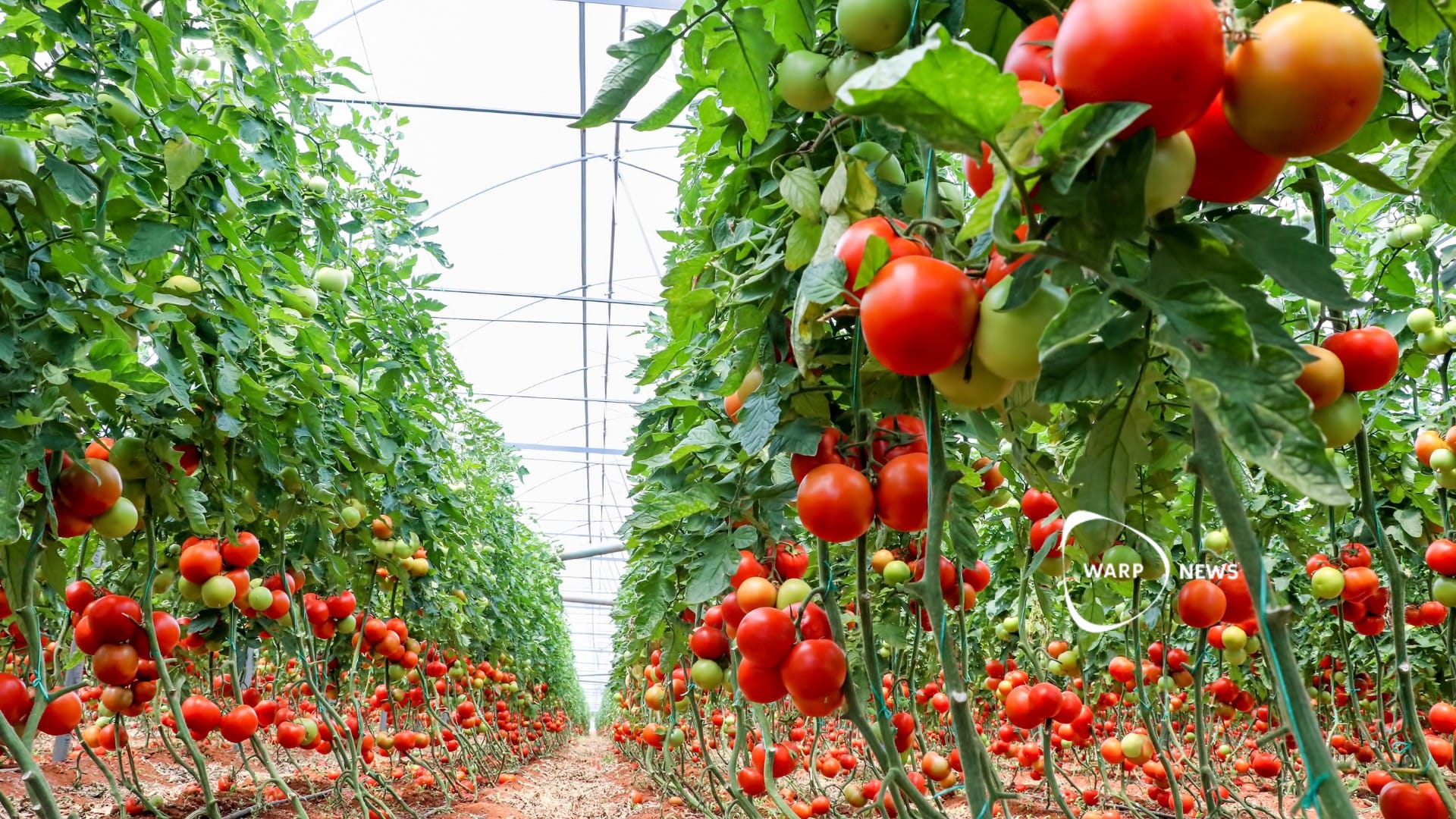 🍅 Nya CRISPR-tomater behöver mindre vatten, men skörden blir lika stor
