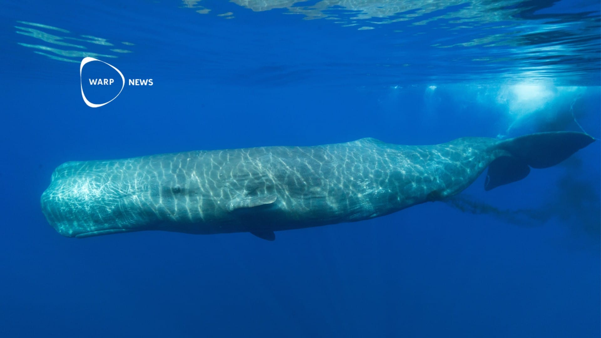 🐳 Forskare börjar förstå grunderna i kaskelotvalarnas språk