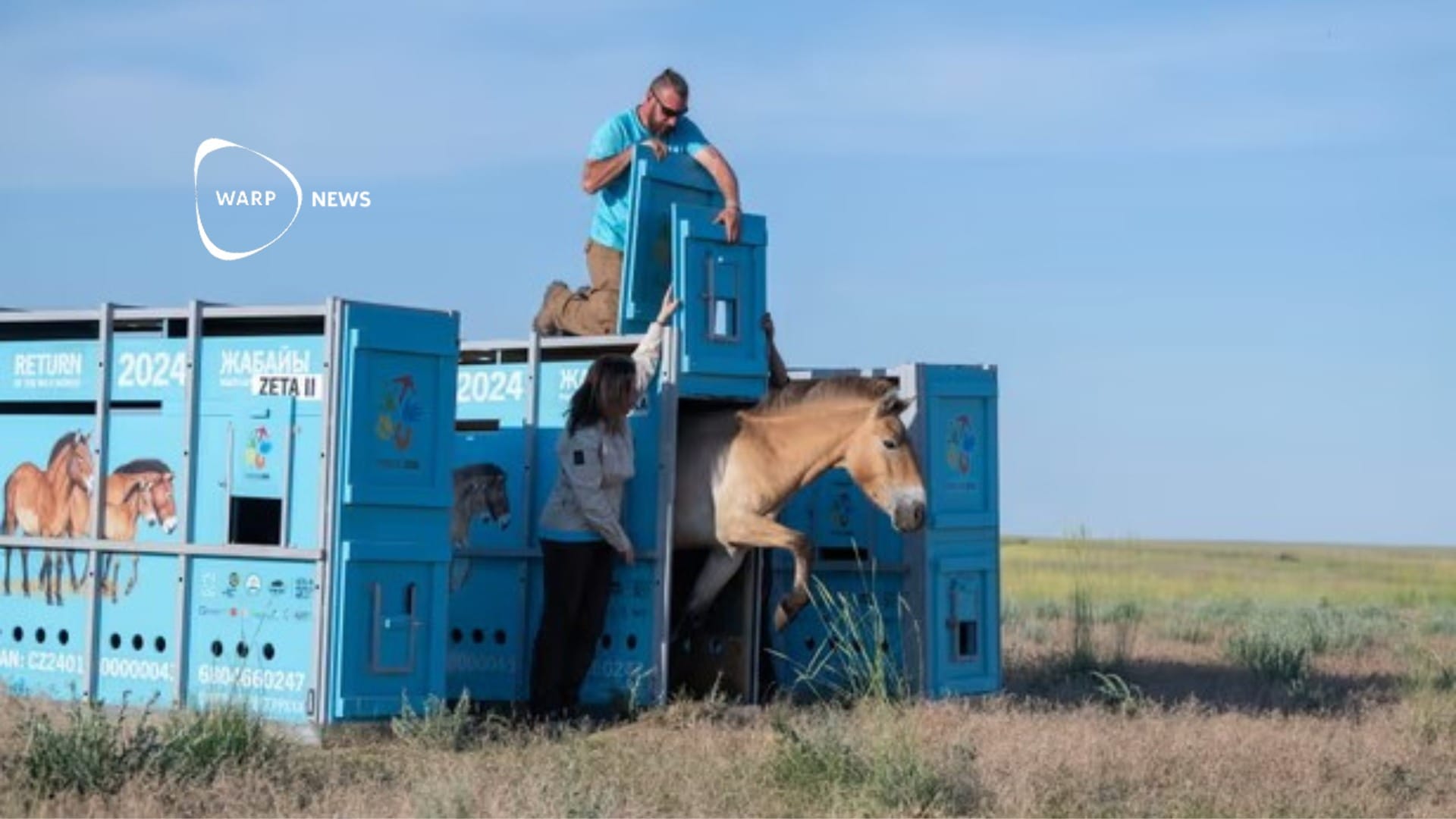 🐎 Vilda hästar återvänder till Kazakstans stäpper efter 200 år
