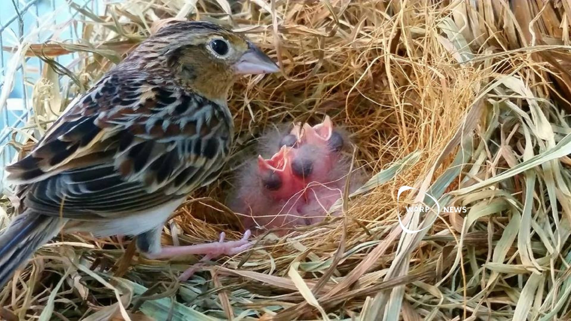 🐦 Utrotningshotade gräshoppsparven på väg tillbaka