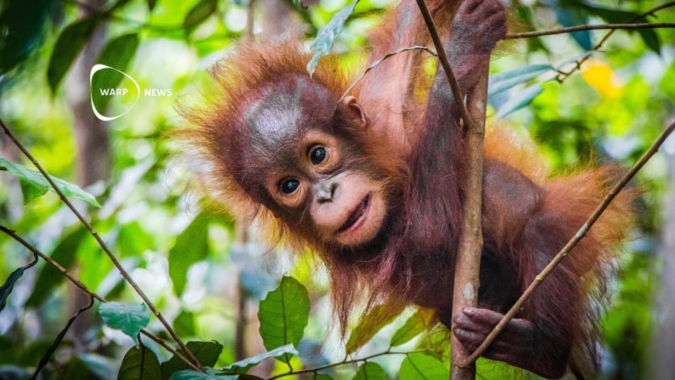 🌳 Motorsågsamnesti skyddar regnskog i Borneo genom att byta motorsågar mot hälsovård