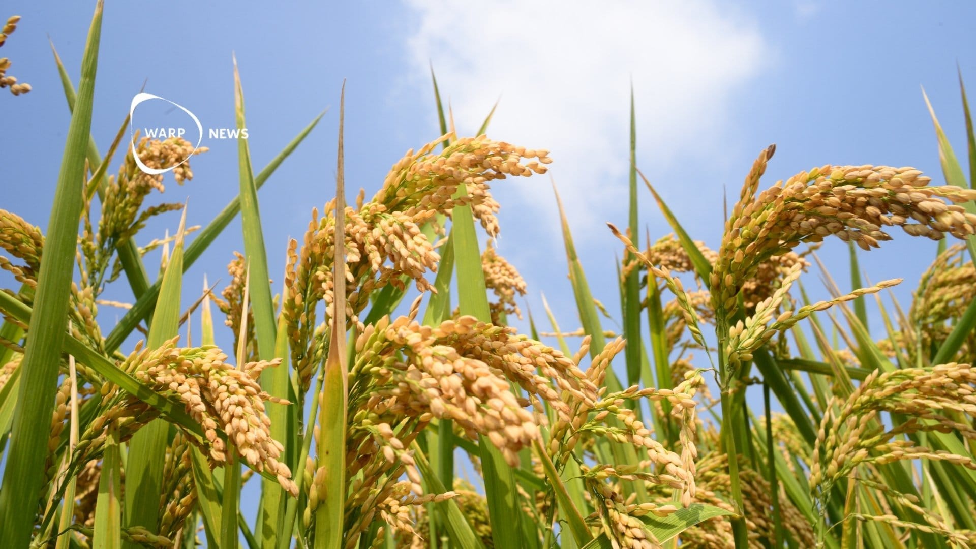 🌾 Rekordår för global matproduktion 2024