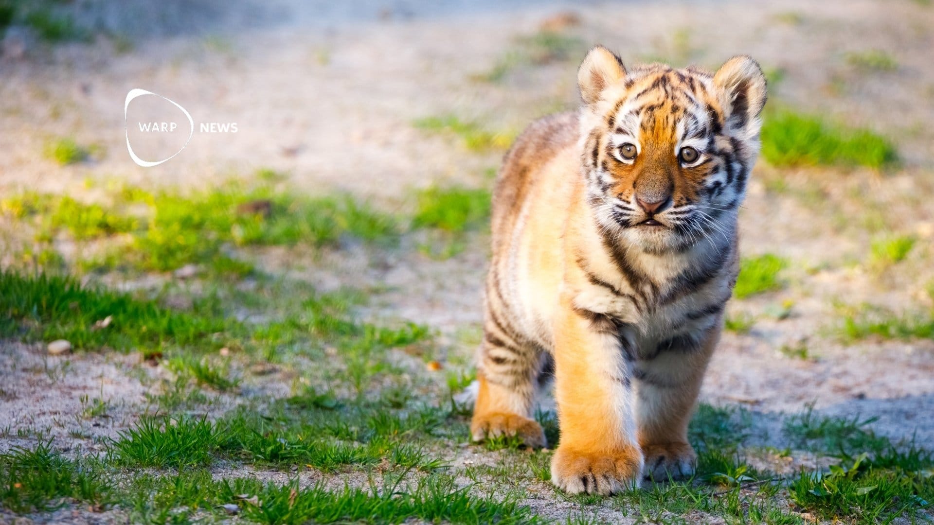🐅 Indiens tigerpopulation har fördubblats på tolv år