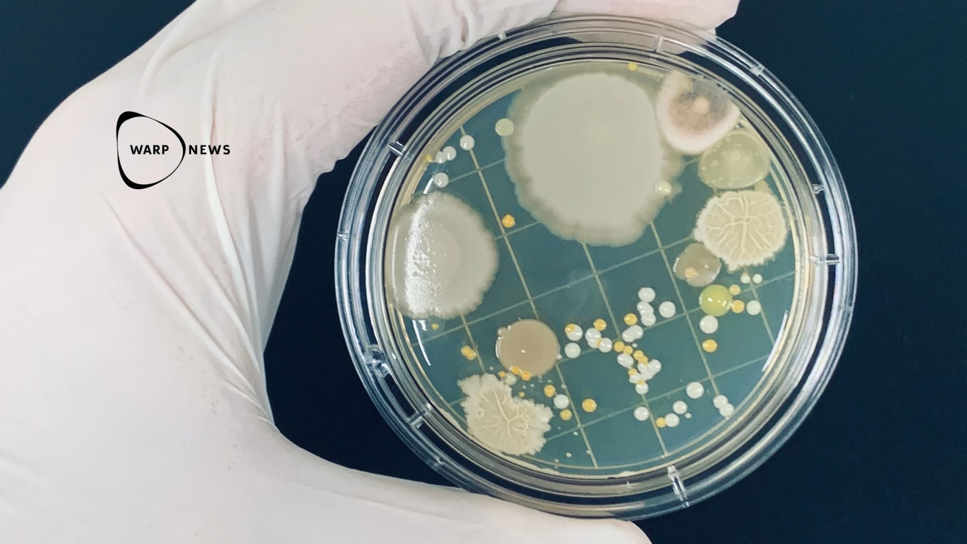 🦠 Forskare har återskapat livets viktigaste mikrobiella samspel