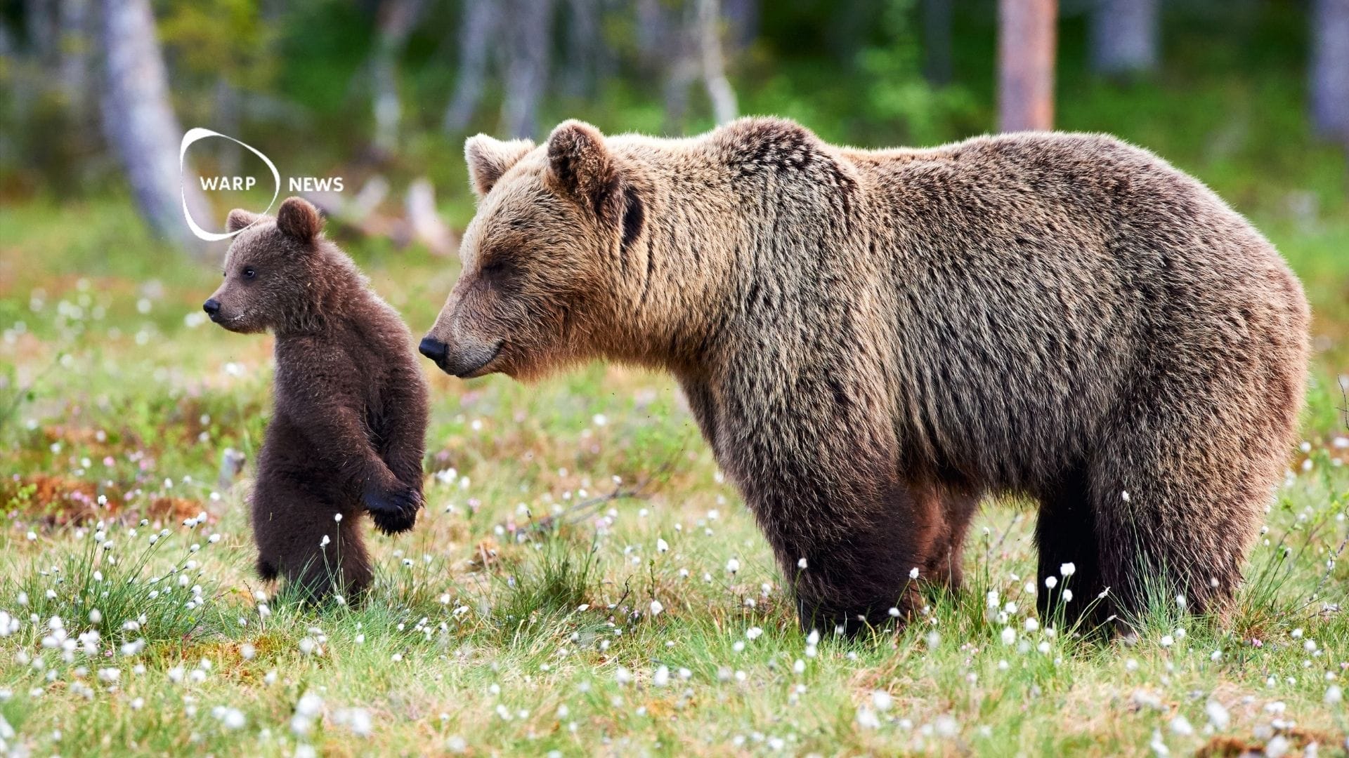 🐻 Vilda rovdjur gör comeback i Europa