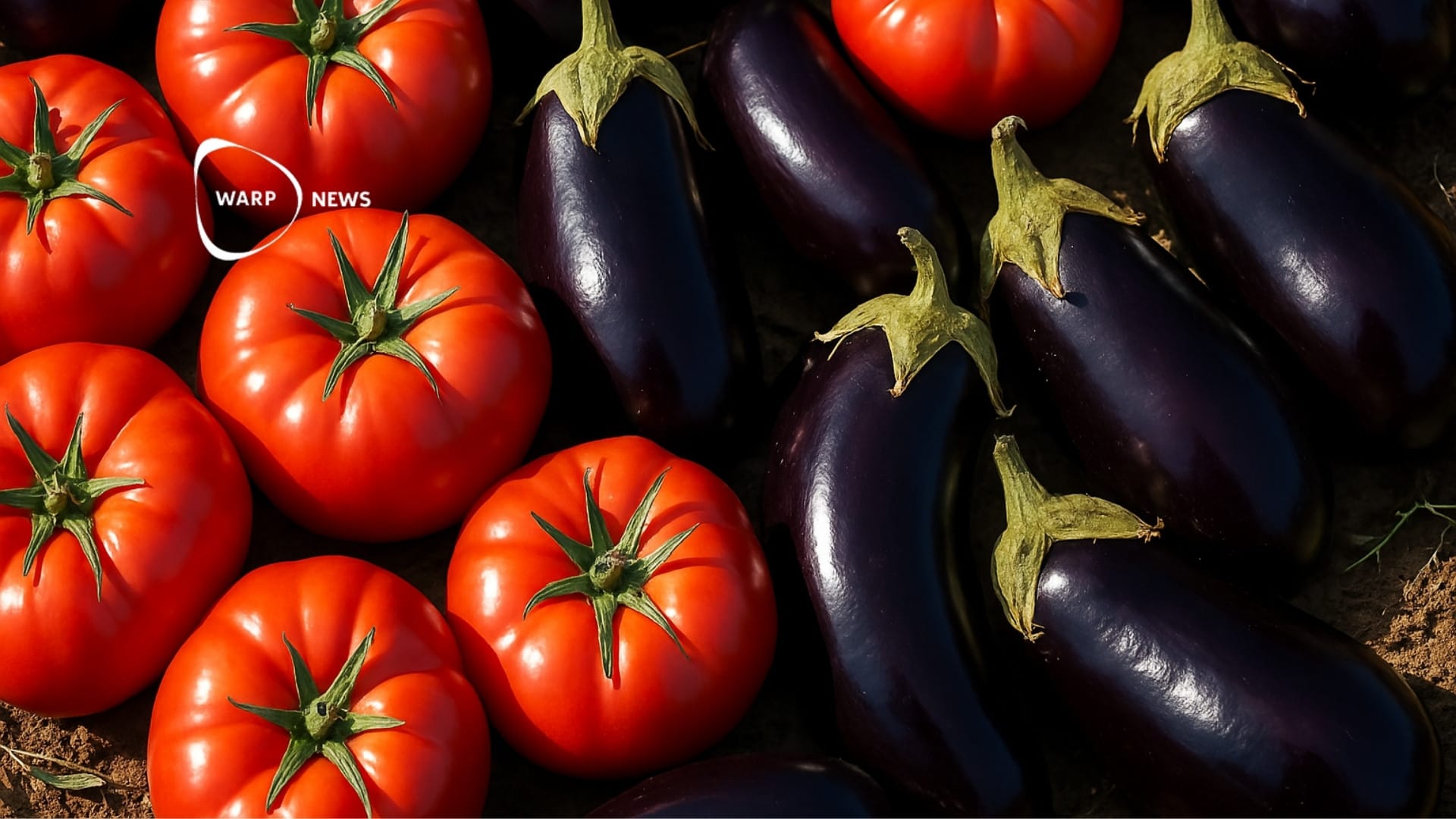 🍆 Genteknologi möjliggör större och smakrikare tomater och auberginer