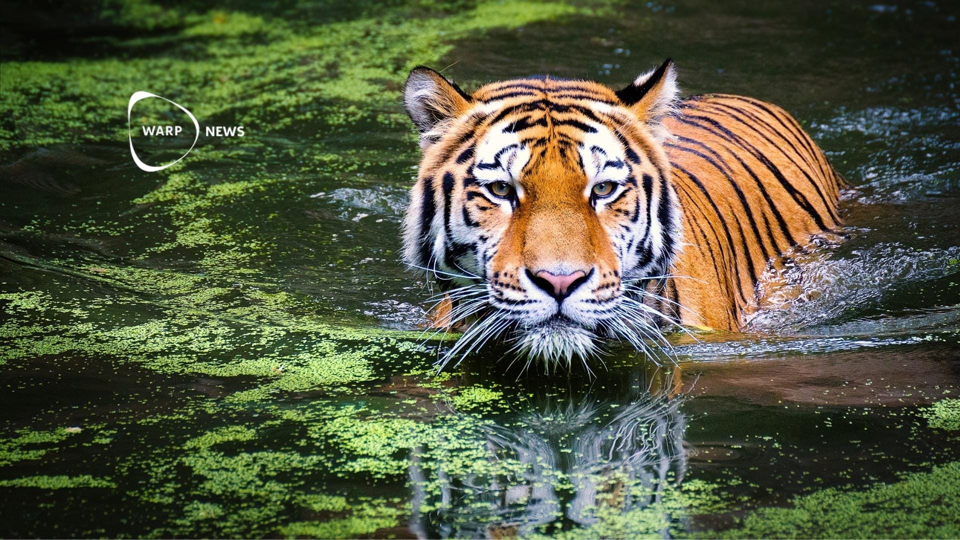 🐅 Thailands tigerpopulation har femdubblats på 15 år