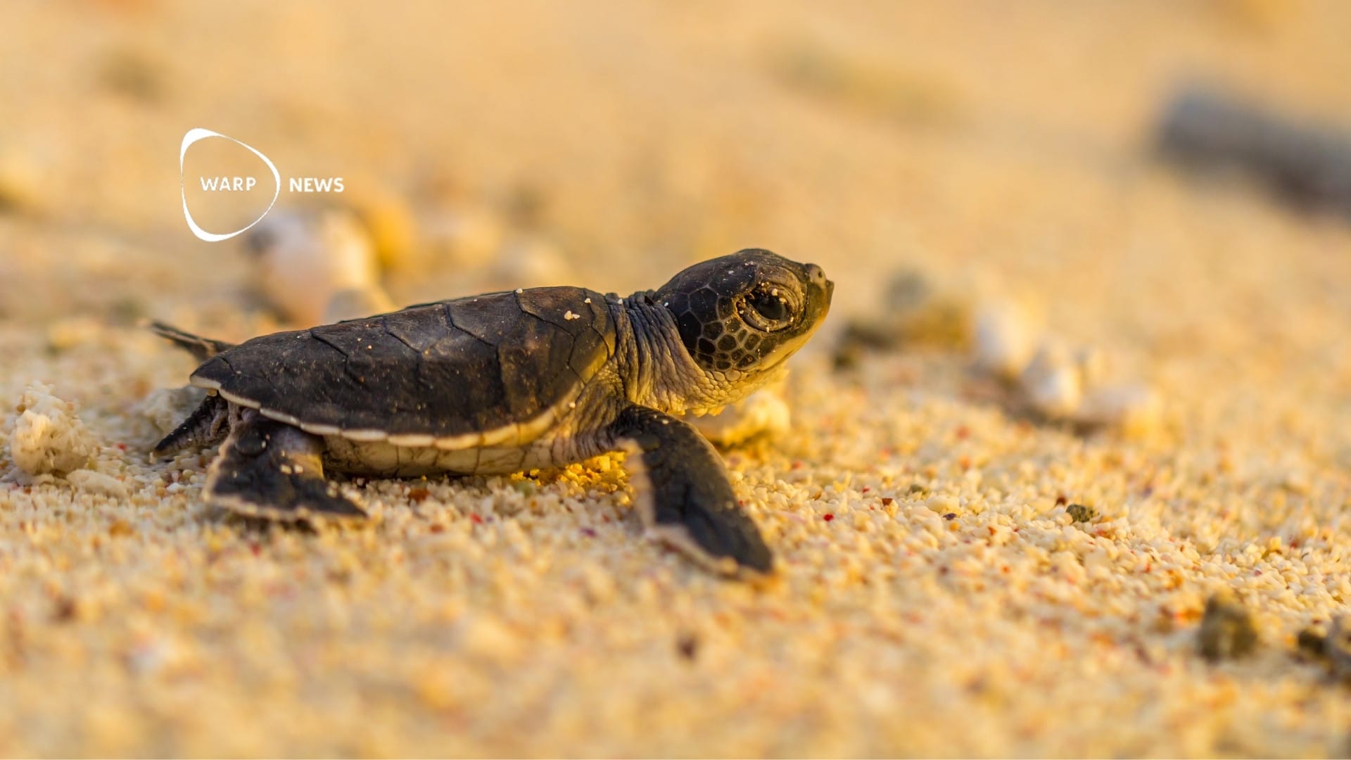 🐢 Indiens olivsköldpaddor har återhämtat sig – 10 gånger så många bon nu