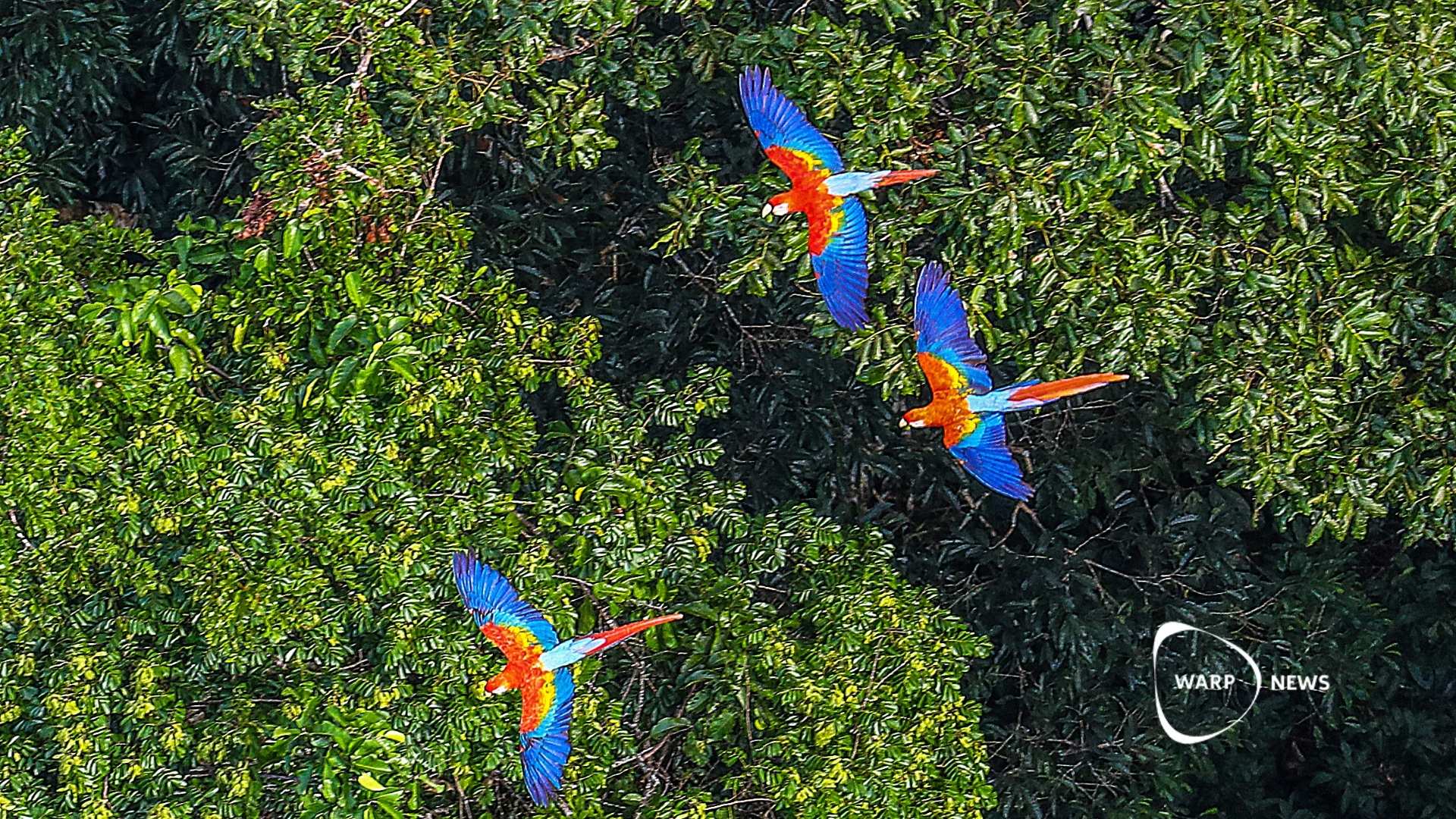 🌳 Avskogningen i Amazonas fortsätter att minska – lägsta nivån sedan 2014