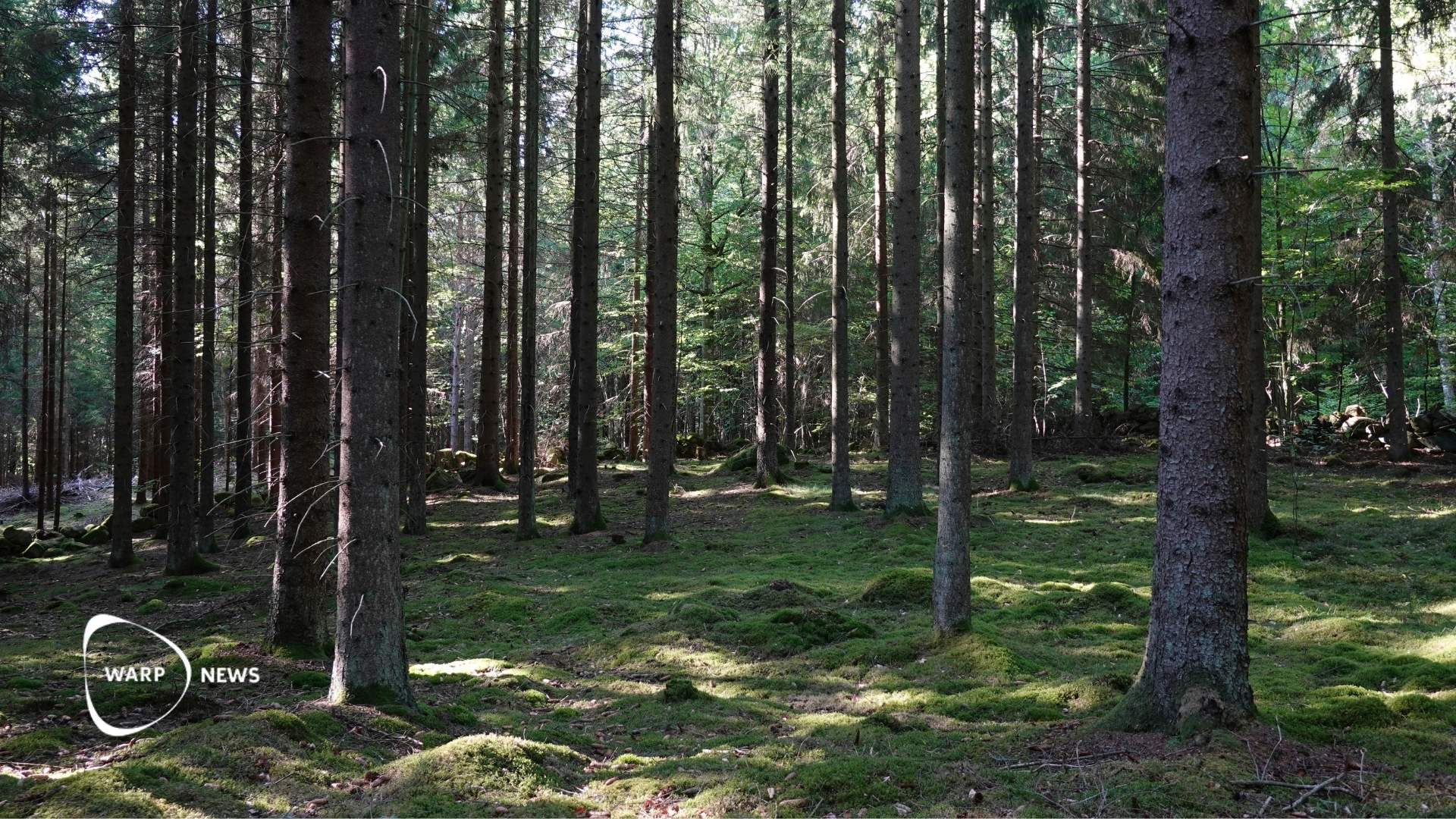 🌲 Sveriges skogar växer – varje avverkat träd ersätts med två till tre nya plantor