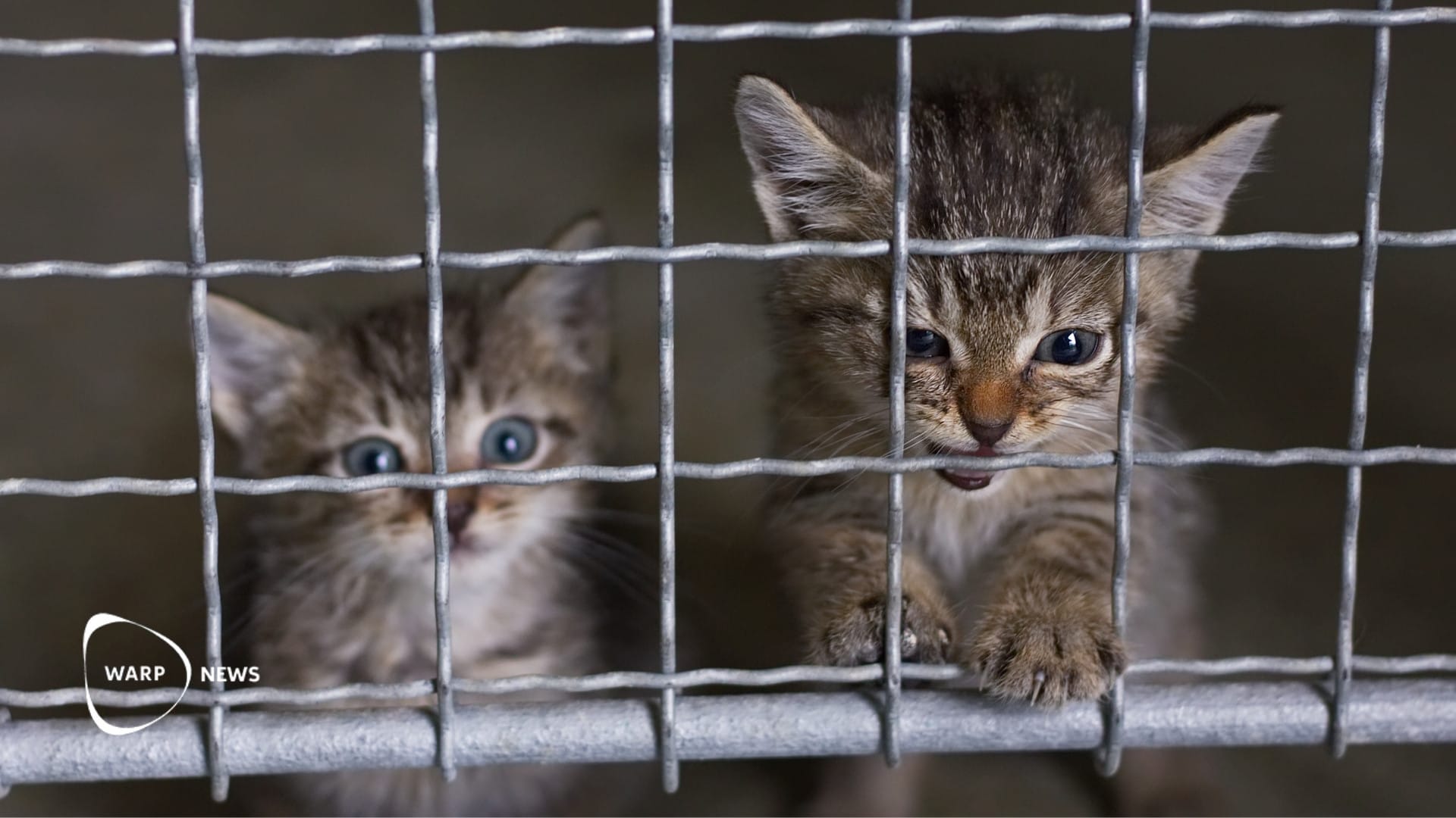 😺 Antalet katter som avlivas på amerikanska djurhem har minskat med 75% på tio år