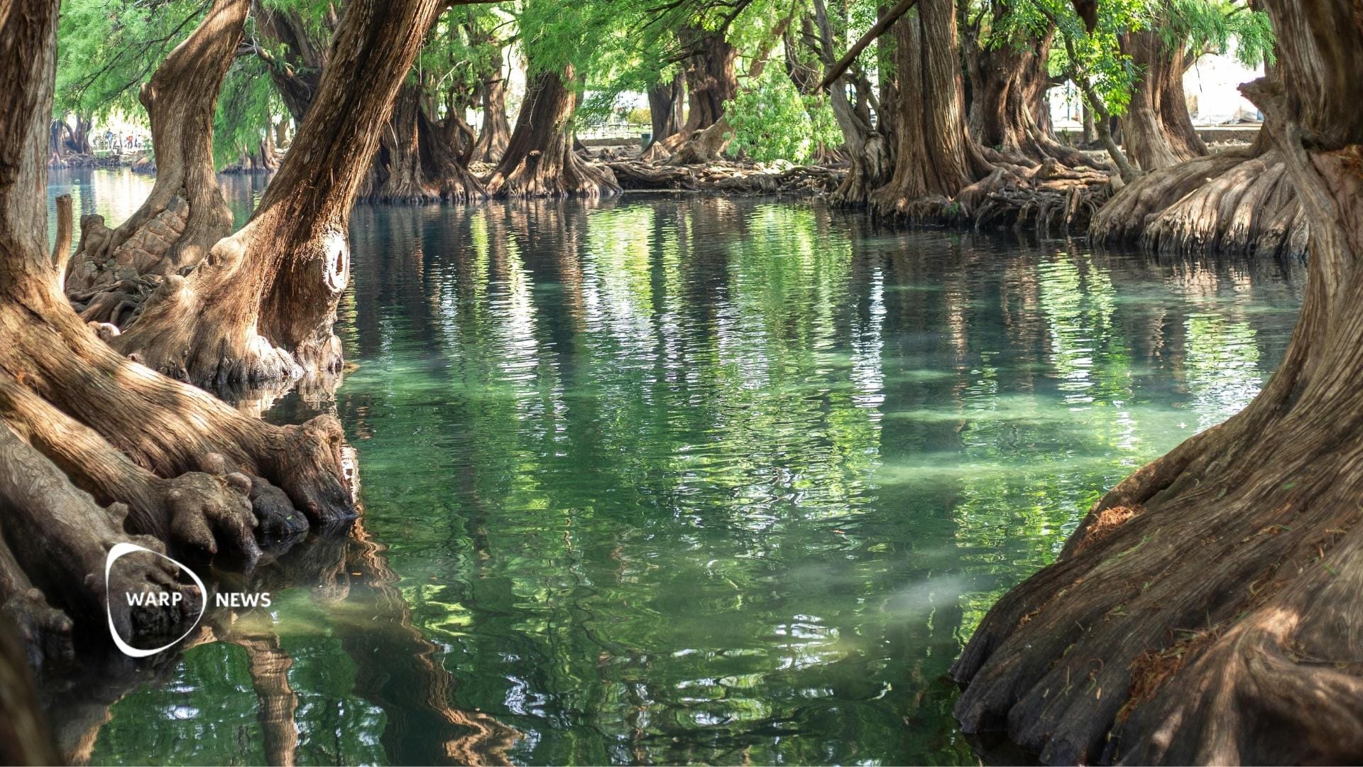 🌳 Mangroveskogarna minskade fram till 2010, men har sedan dess växt kraftigt