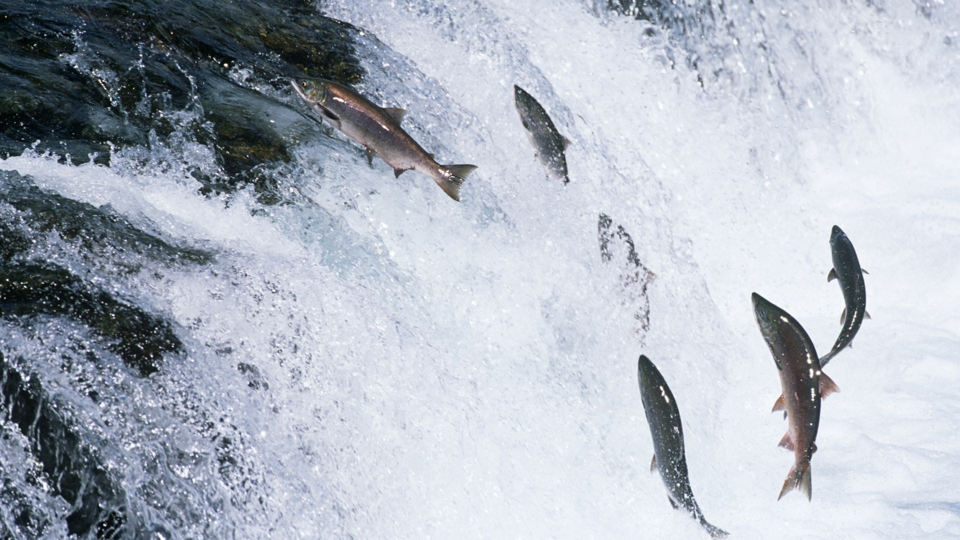 🐟 20 000 laxar tillbaka i Klamathfloden efter att dammarna revs