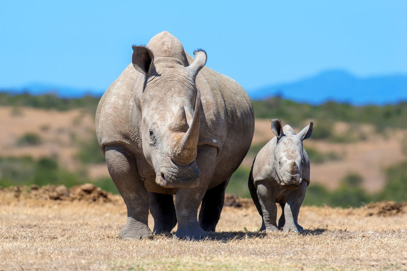 🦏 Tjuvjakt av noshörningar minskade kraftigt tack vare ny teknisk utrustning