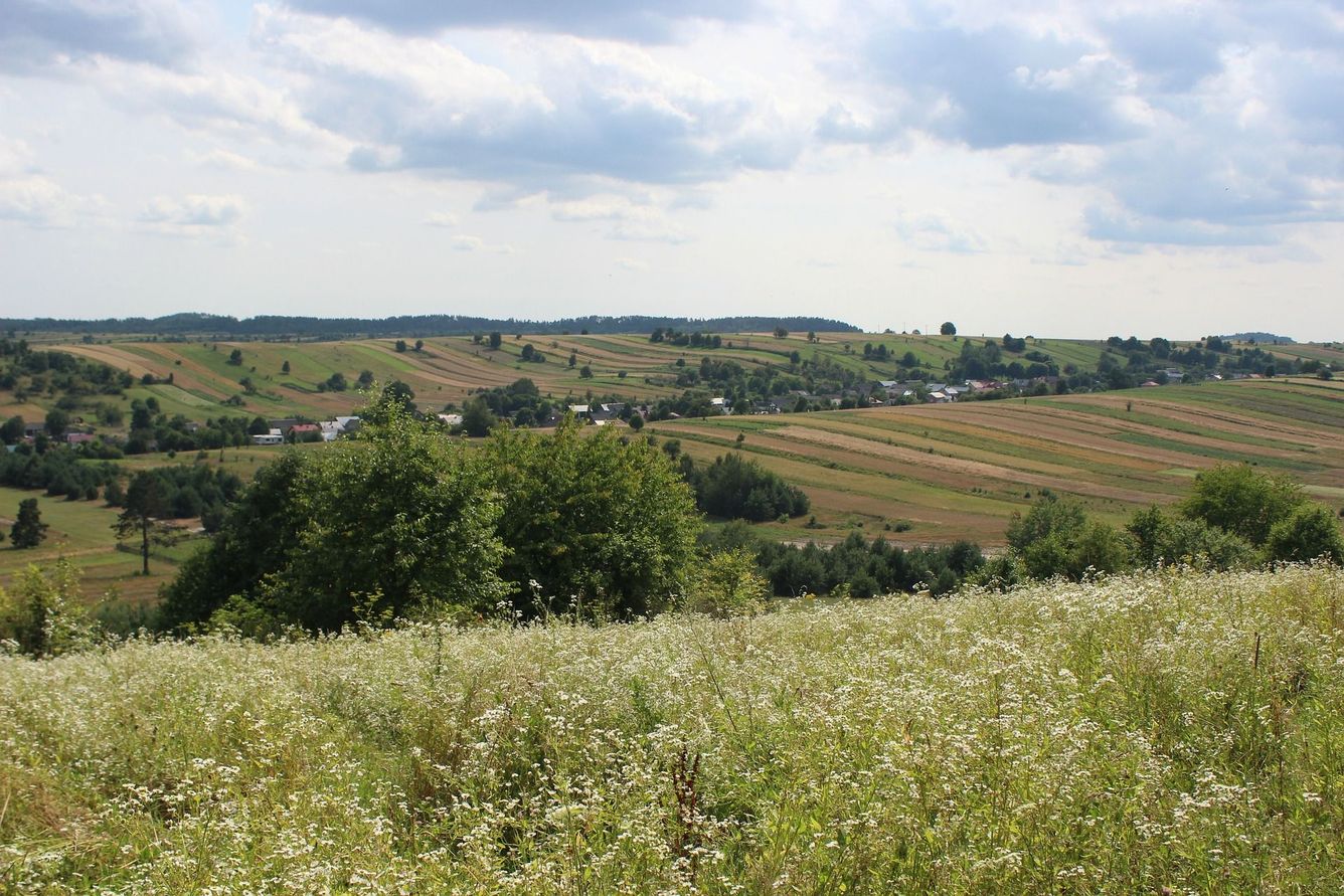 🌾 Ekologisk samodling kan minska den globala användningen av kvävegödsling med 26 procent