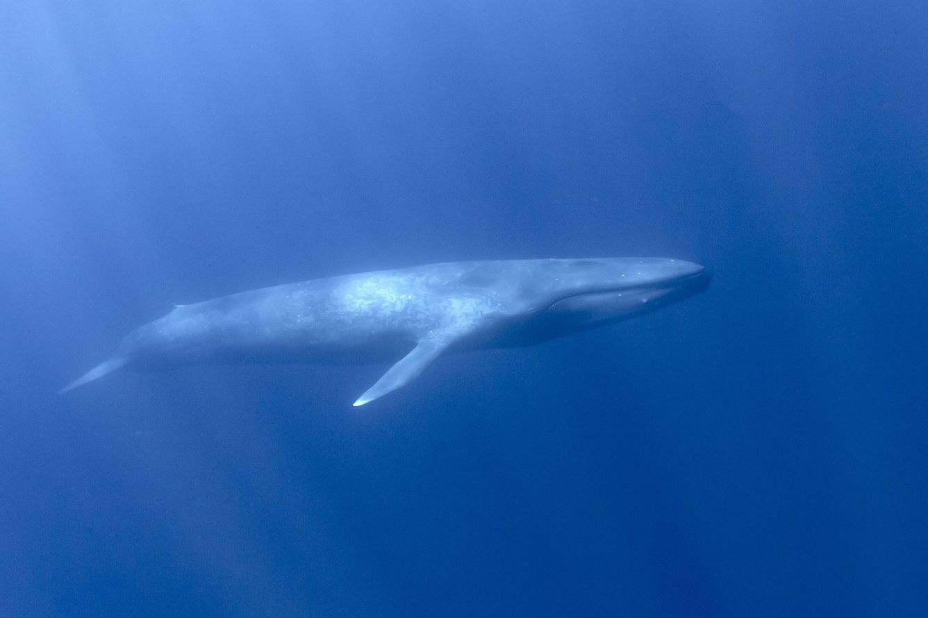 🐳 Blåvalen gör comeback efter nästan ha varit utrotad