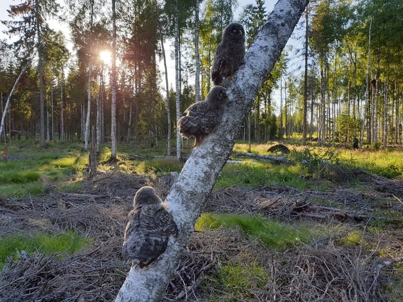 🦉 Stor ökning av rödlistad lappuggla
