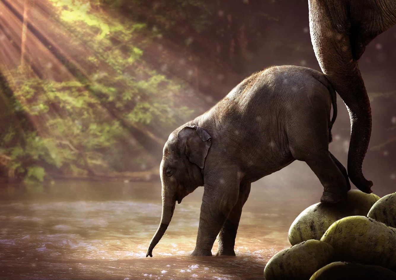 🐘 Dubbelt så många elefanter i Kenya på 30 år