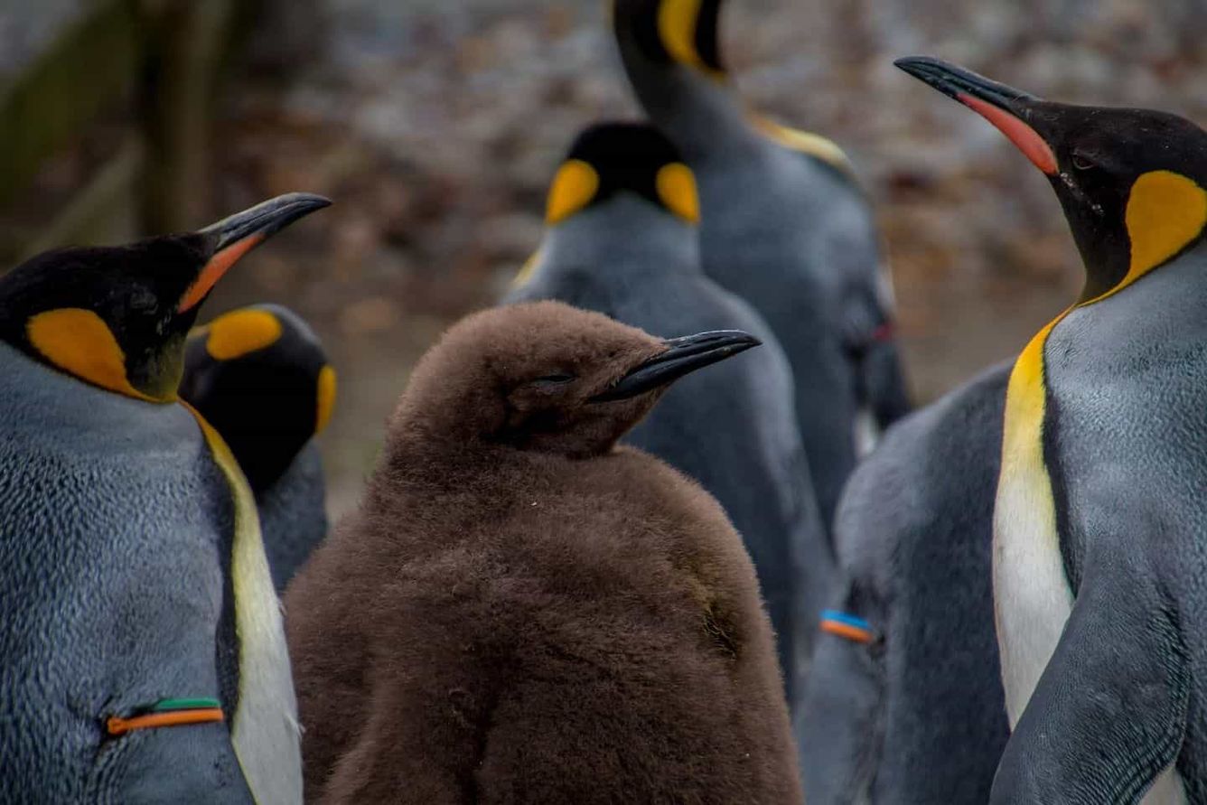 🐧 Satellitbilder avslöjar att det finns fler Kejsarpingviner än forskarna trott