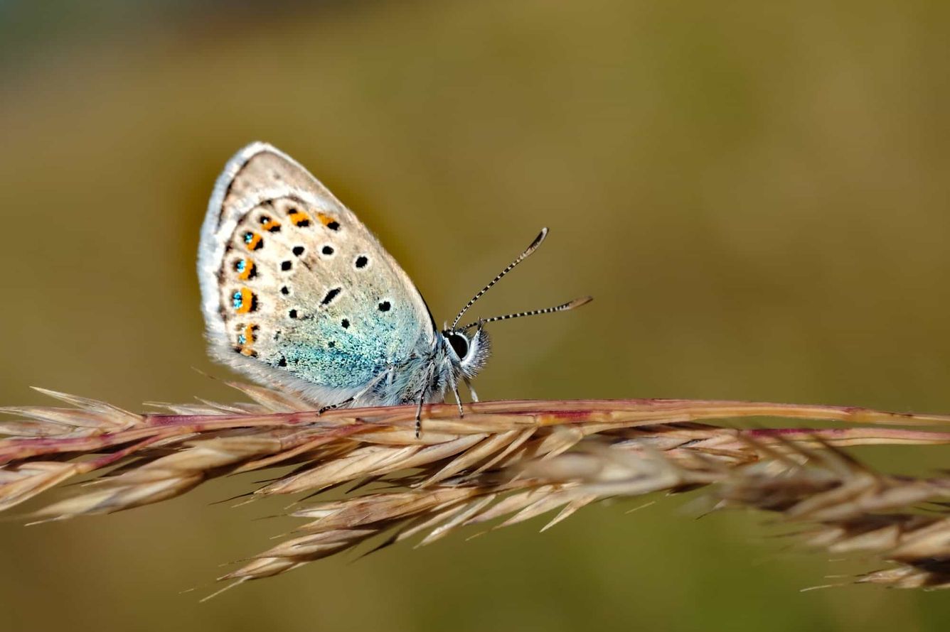 🦋 “Utdöd” fjäril syns åter i England