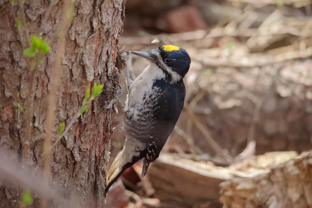🐦 Skogsbränderna har hjälpt den hotade svartryggiga hackspetten