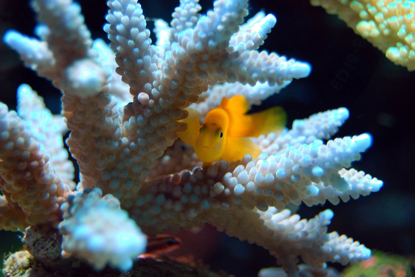 🐠 Än finns det hopp för korallreven